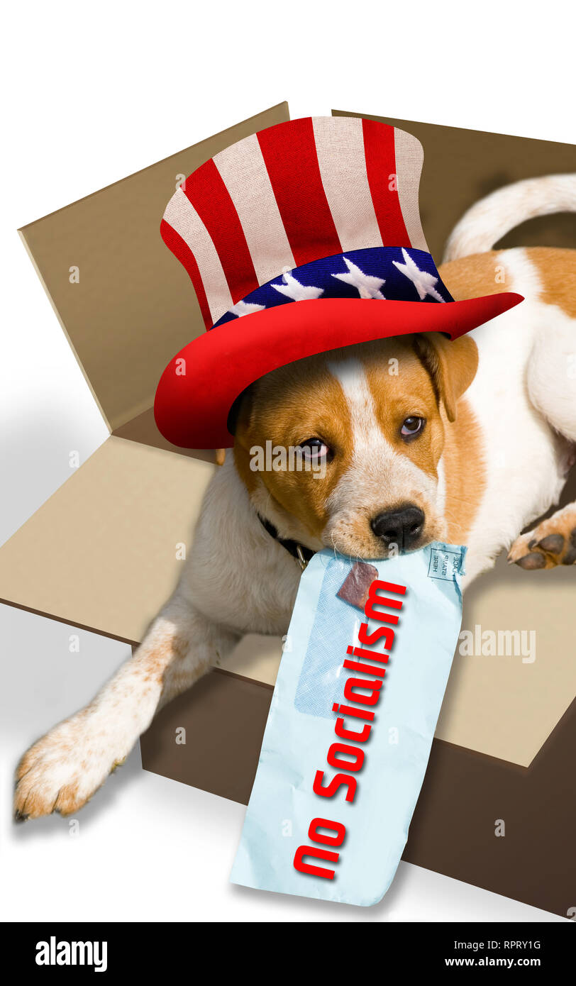 No Socialism in America with puppy holding no Socialism note. Stock Photo