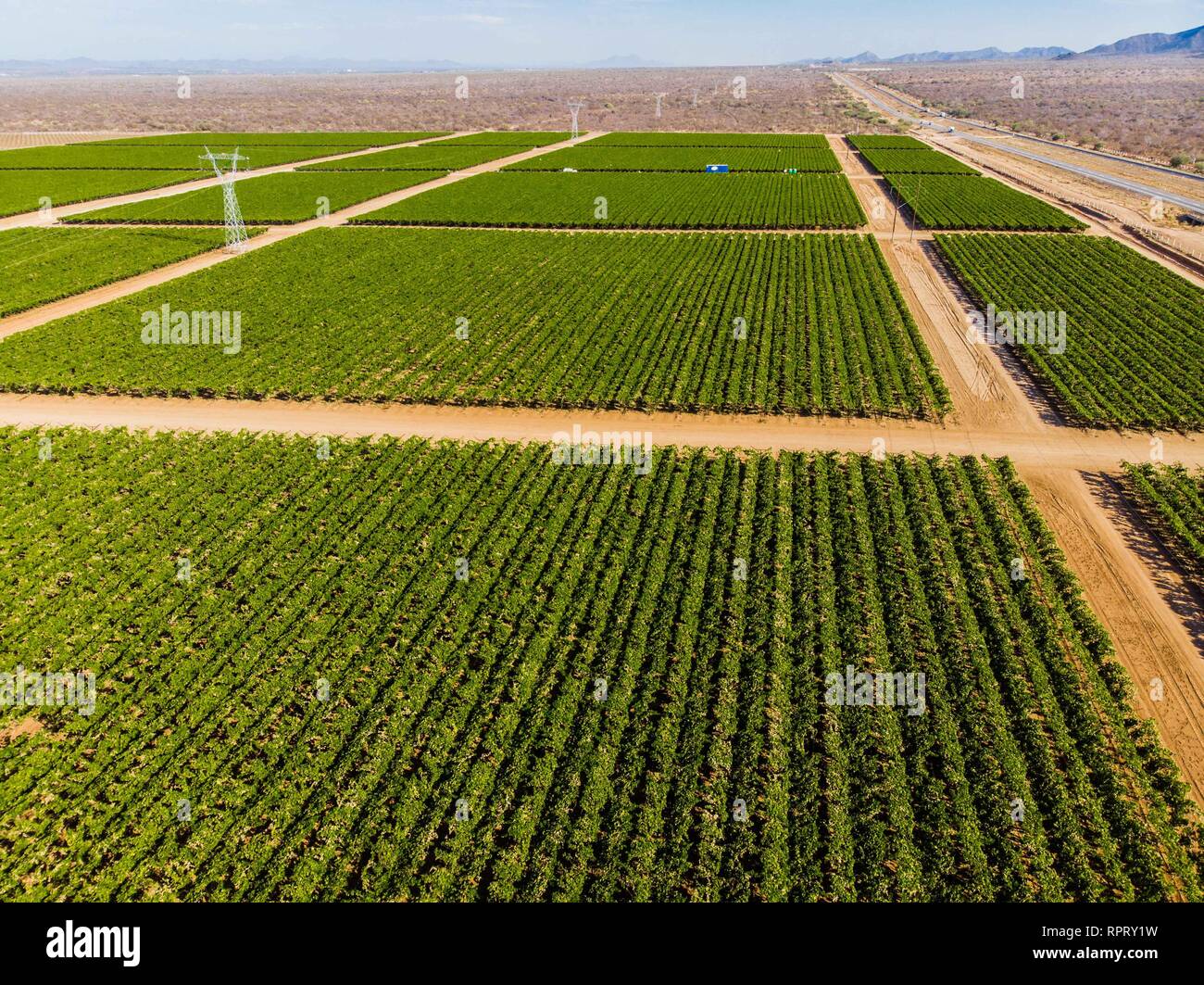 Cultivo de cultivos verdes hi-res stock photography and images - Alamy