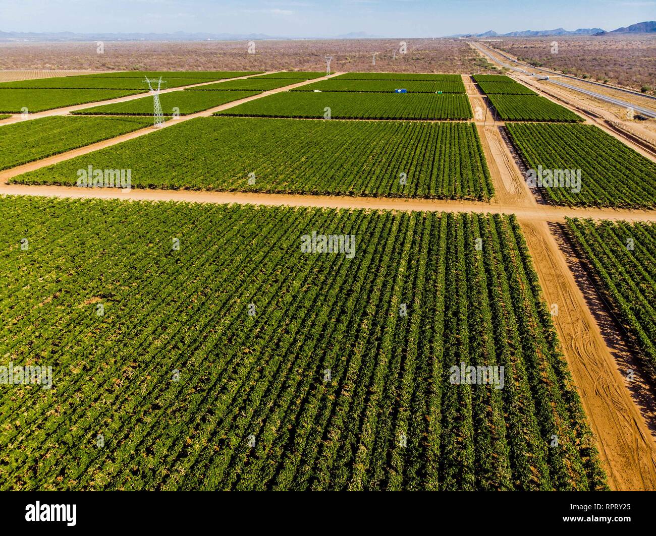 Cultivo de cultivos verdes hi-res stock photography and images - Alamy