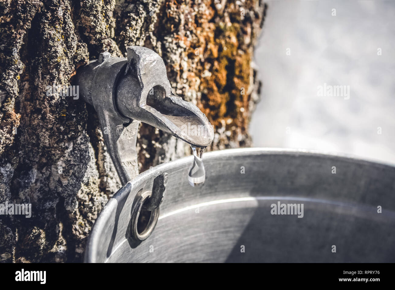 Droplet of maple sap dripping from a tap into a pail to produce maple syrup. Tradition in Quebec, Canada. Stock Photo