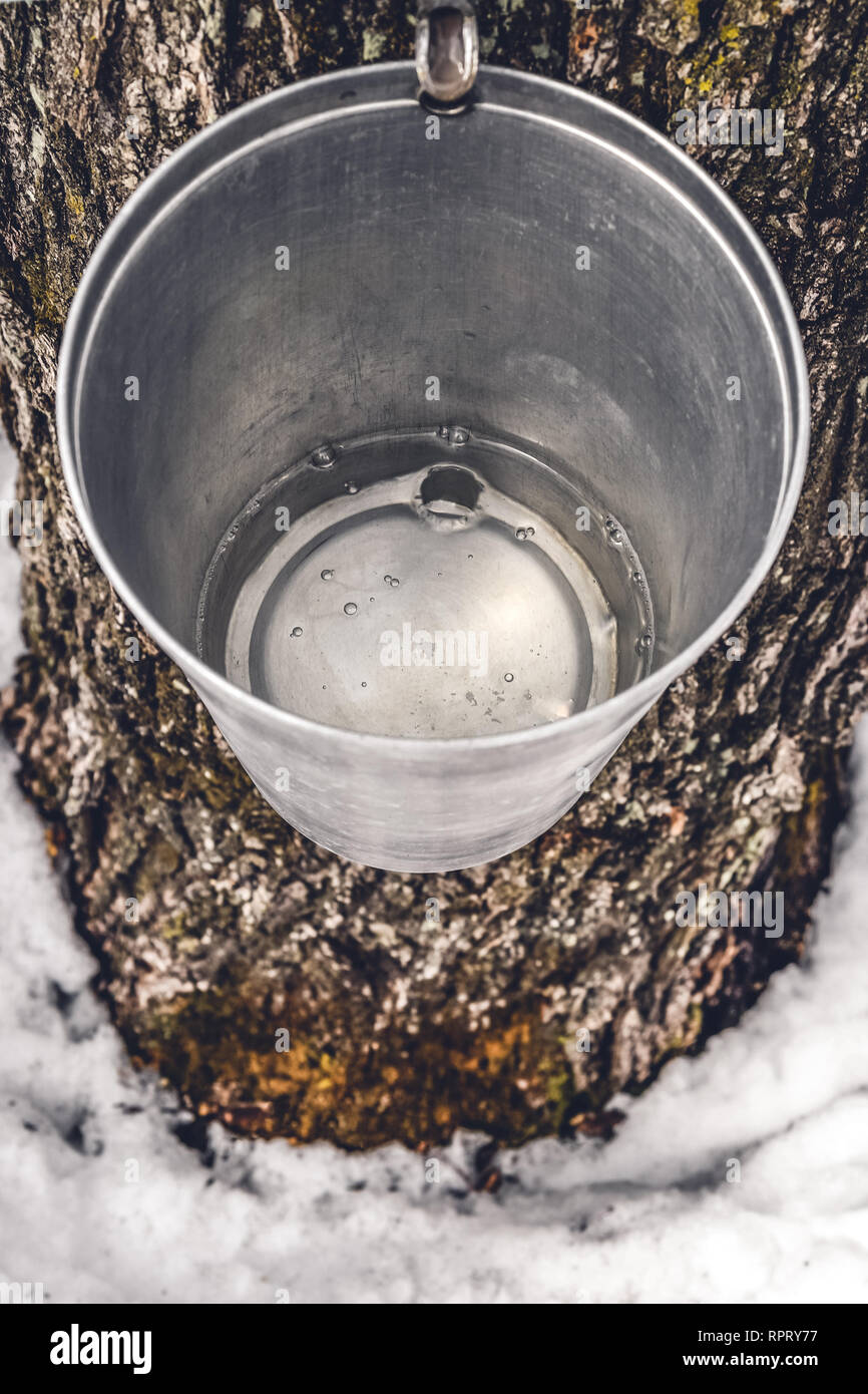 Metal bucket on a tree filled with maple sap. Maple syrup production. Stock Photo