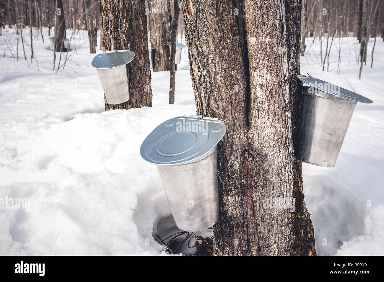 Maple syrup production season in Quebec. Pails attached to maple trees