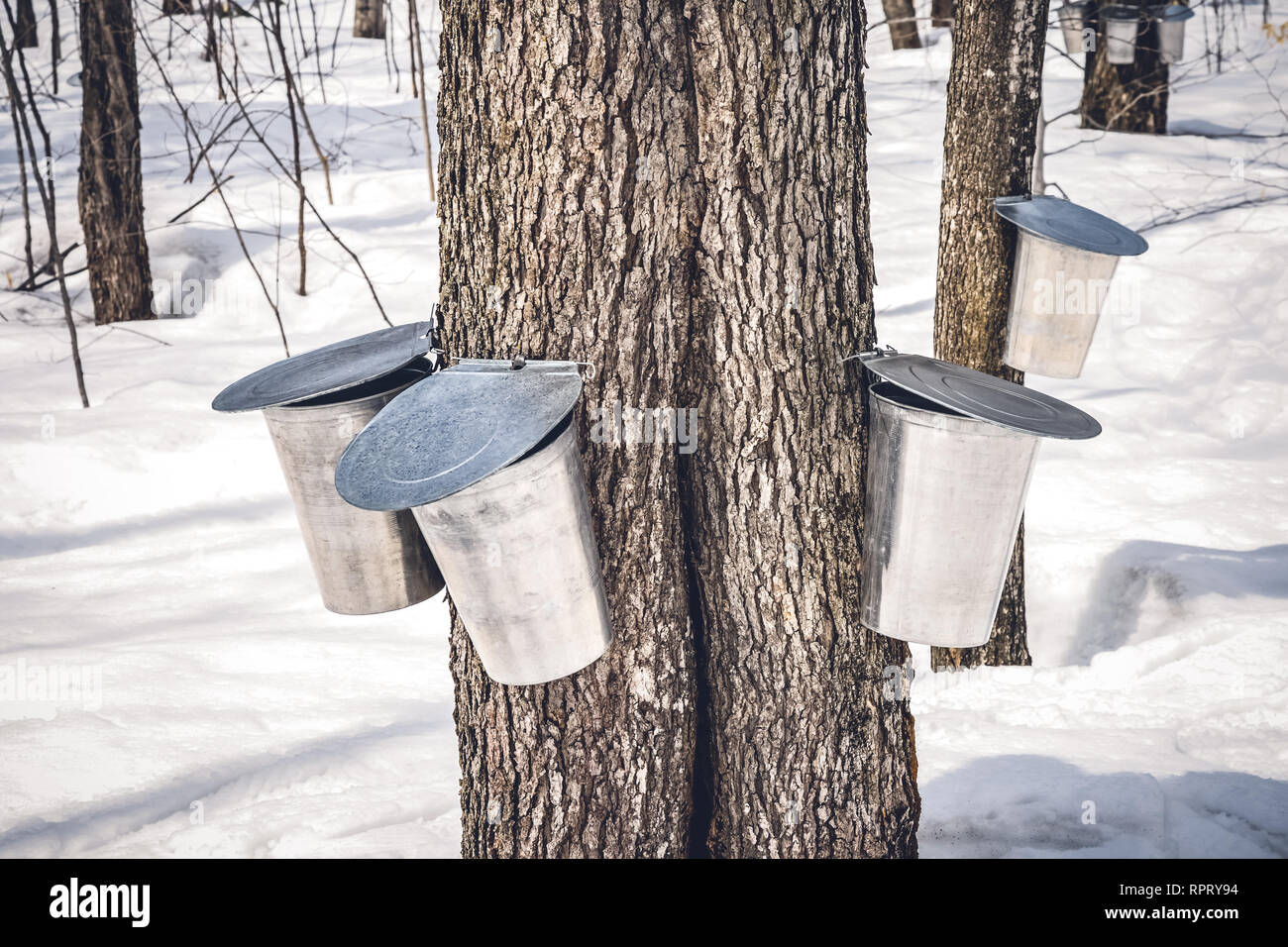 Maple Tree Syrup Extraction