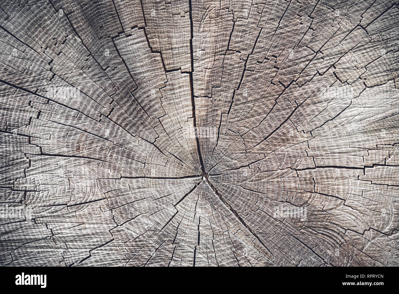 Cross section of a tree. Texture of an old stump. Wood background. Stock Photo