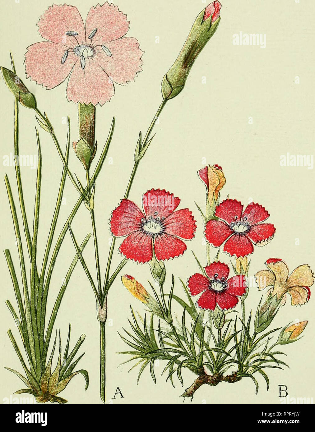 . Alpen-Flora : Westalpen. Mountain plants. 17 Weiden und steinige Abhänge bis 25oo Meter. A. — Dianthus silvestris. B. — Dianthus neglectus. Waldnelke. Lange übersehene Nelke. Qiillet des forets. Qiillet du Laiitaret. Wood-Pink. A long- time not observed Pink.. Please note that these images are extracted from scanned page images that may have been digitally enhanced for readability - coloration and appearance of these illustrations may not perfectly resemble the original work.. Senn, Gustav, 1875-1945; Kaftner, C. Heidelberg : C. Winter Stock Photo