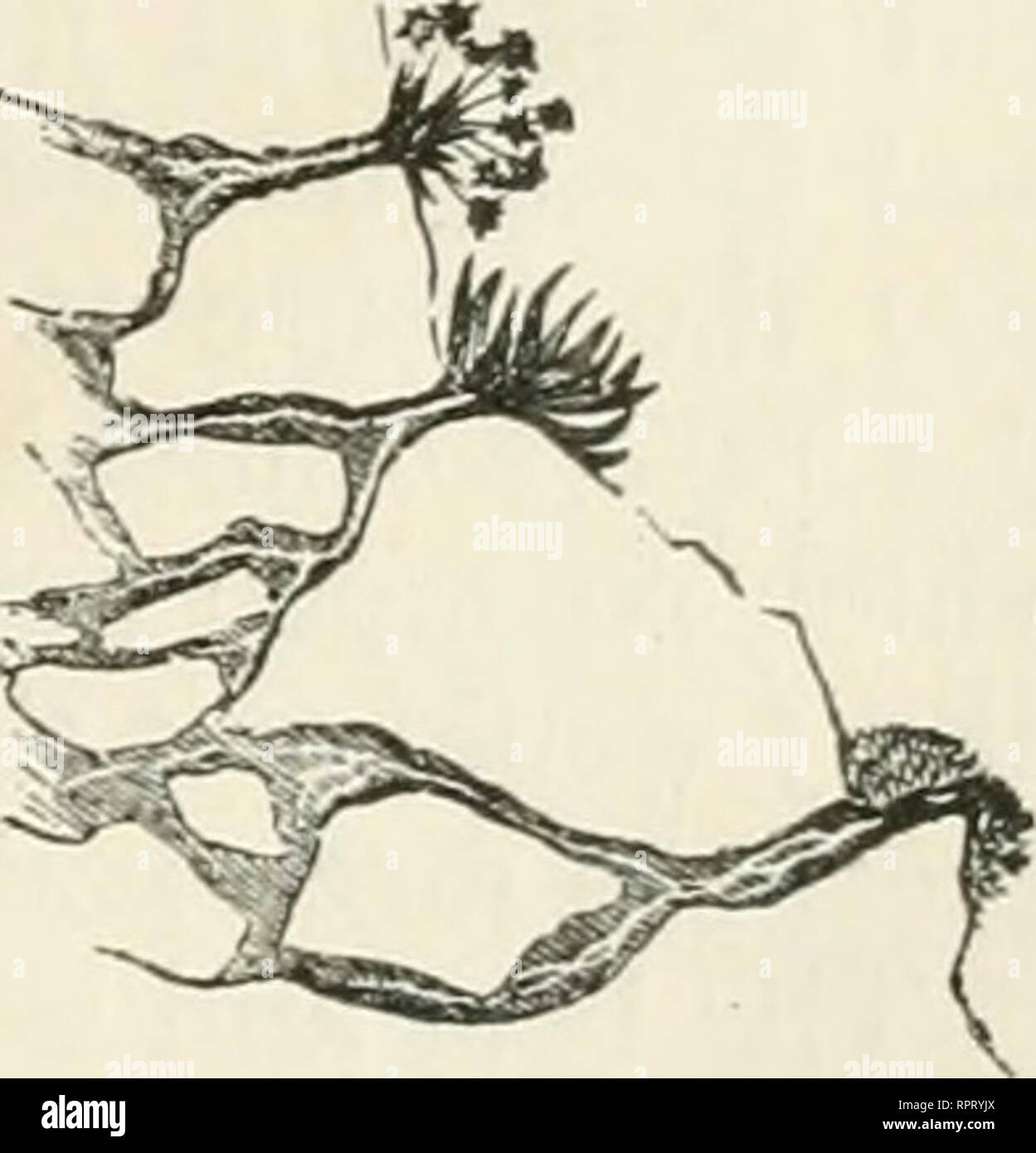 . Alpine flowers for English gardens. Mountain plants; Flower gardening. Well-formed Sloping Led^ Artificial Rock on which plants do not thrive. most exquisite of nature's gardens, then they are of mucli importance. In dealing with the construction of the bolder masses of rockwork, we cannot have a better guide than Mr. James Backhouse, of York, to whom we are ^ indebted for the following remarks :— &quot; Comparatively i^s^ alpines prefer or succeed well in horizontal fissures. Those, however, which, like Lychnis Viscaria and Silene acaulis, form long tap roots, thrive well in such fissures,  Stock Photo