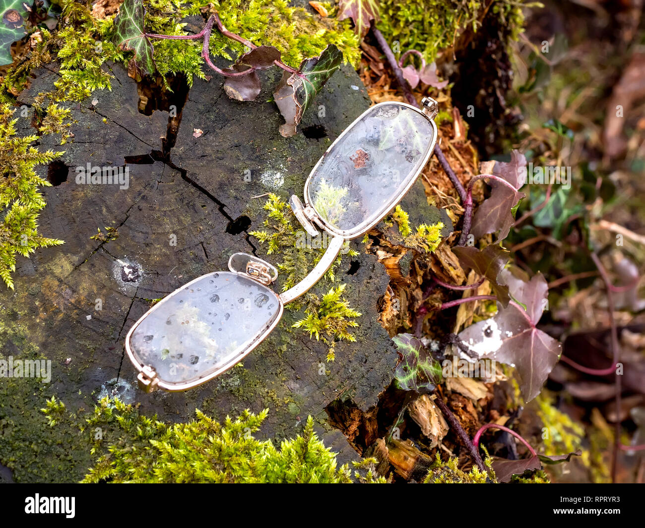 Broken spectacle glasses on a tree trunk. Stock Photo