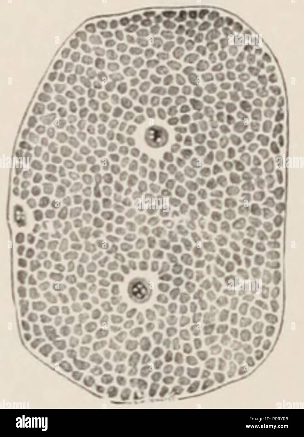 Drei Herzen High Resolution Stock Photography And Images Alamy