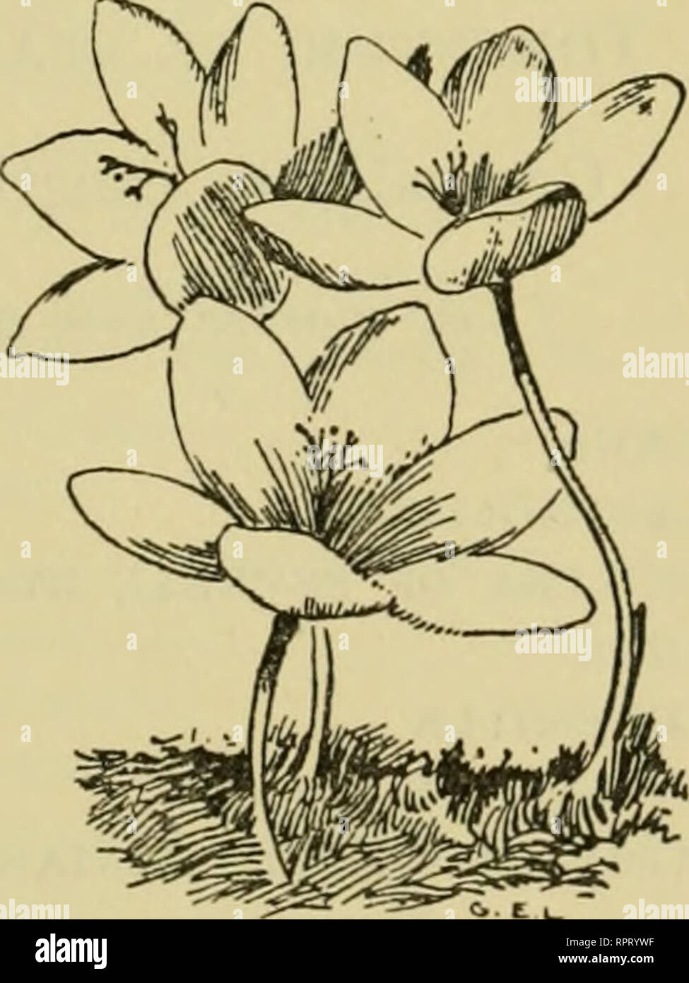. Alpine plants. Mountain plants; Rock gardens. PLANTS FOR VARIOUS PURPOSES 193 A Few of the Earliest and most Effective of Spring Flowering Rock Plants. [Where the generic name alone is given it may be assumed that a number of the species and varieties bear the characteristics indicated.] Adonis Anemone Arab IS As PERULA aubrietia Auricula Cardamine Cheiranthus alpinus Convallaria majalis corydalis Draba Dryas octopetala Epimedium Erica mediterranea NICA Genista tinctoria Gentiana acaulis Hacquetia epipactis Iberis sempervirens Iris reticulata and others Macrotomia echiodes MORISIA hypogcea p Stock Photo