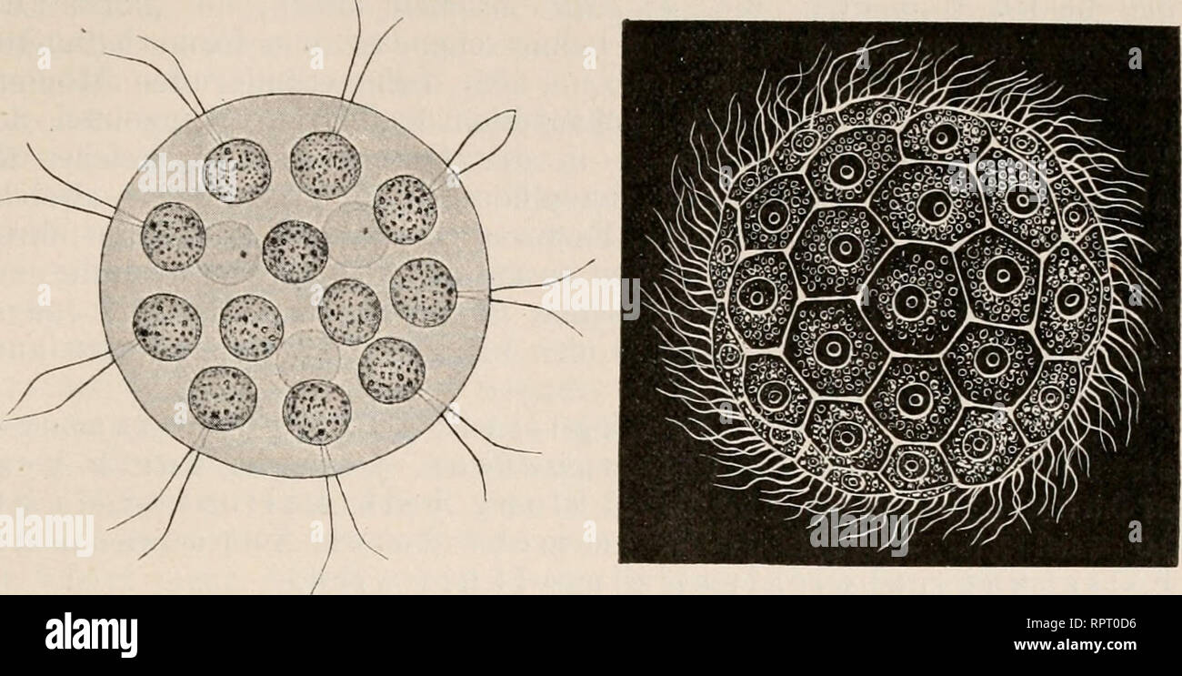 . Allgemeine Physiologie. Ein Grundriss der Lehre vom Leben. Physiology, Comparative. Vou den eleinciitiireii .Lel)eiis(a-sclioiiuim;on. 217 von HaeckelI), Hertwig-), Korschelt und Heider ^) verweisen, welche die Embryologie als selbständige Wissenschaft behandeln. Da- gegen müssen wir noch einen Blick auf jenes wichtige (besetz werfen, das, wie wir schon sahen, der individuellen Entwicklung ihre bestimmten Wege vorschreibt, auf das „biogenetische Grundgesetz''.. Fig. 89. A Eudorina olegans. B Magosphaera plniiula. Nach Haeckel. Zwei vielzellige Organismen aus (leiehartigen Zellen bestehend. S Stock Photo