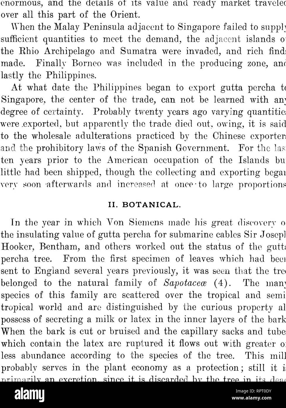. The gutta percha and rubber of the Philippine Islands. Gutta-percha; Rubber. Fig. 2.—LEAVES OF PALAQUIUM GUTTA BURCK, GROWN AT THE BOTANICAL GARDEN AT SINGA- PORE, STRAITS SETTLEMENTS. FURNISHES FIRST GRADE GUTTA PERCHA.. Please note that these images are extracted from scanned page images that may have been digitally enhanced for readability - coloration and appearance of these illustrations may not perfectly resemble the original work.. Sherman, Penoyer L. , jr. Manila, Bureau of public printing Stock Photo