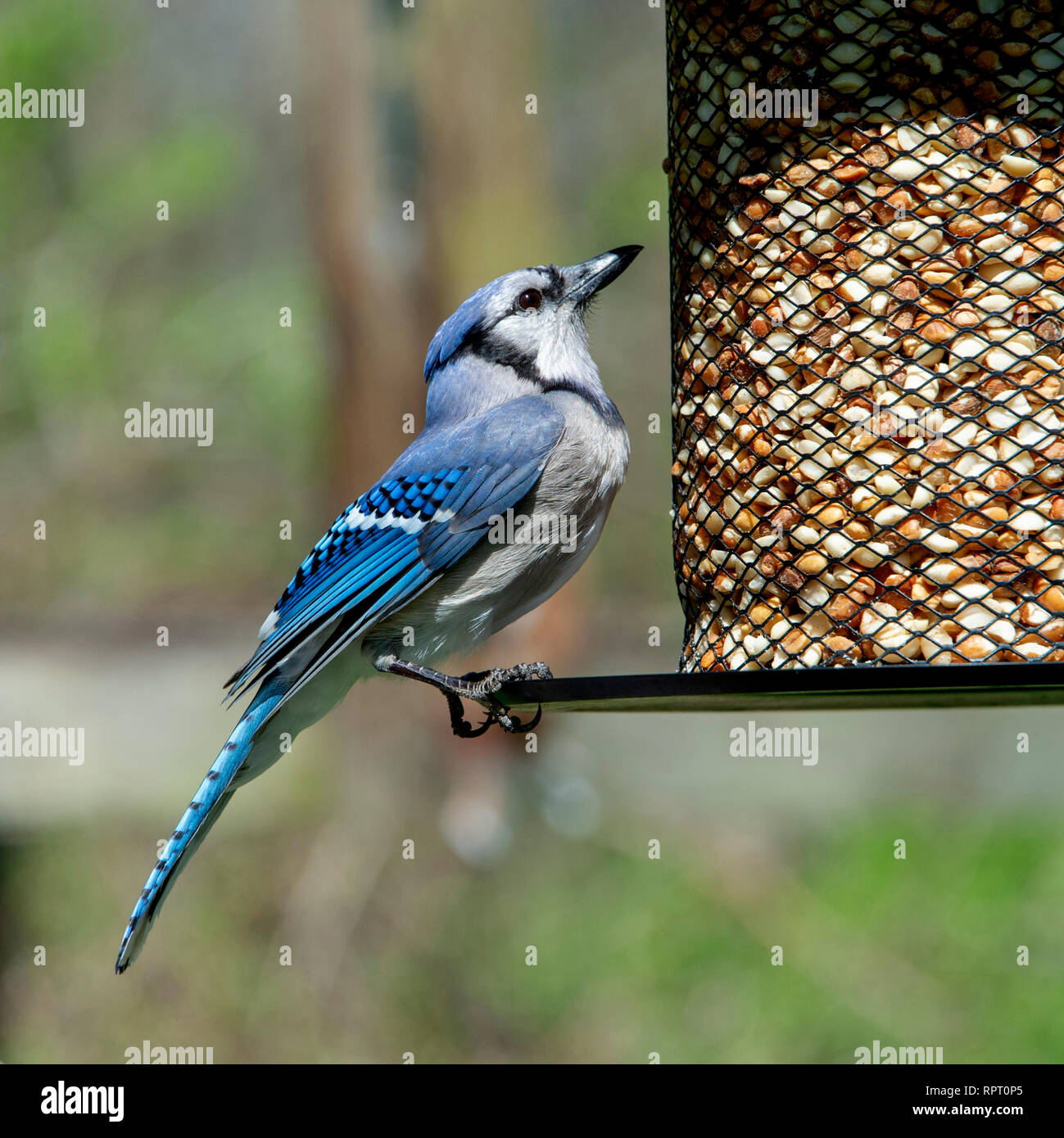 A blue jay on a feeder in Walnut Woods State Park, West Des Moines, Iowa Stock Photo