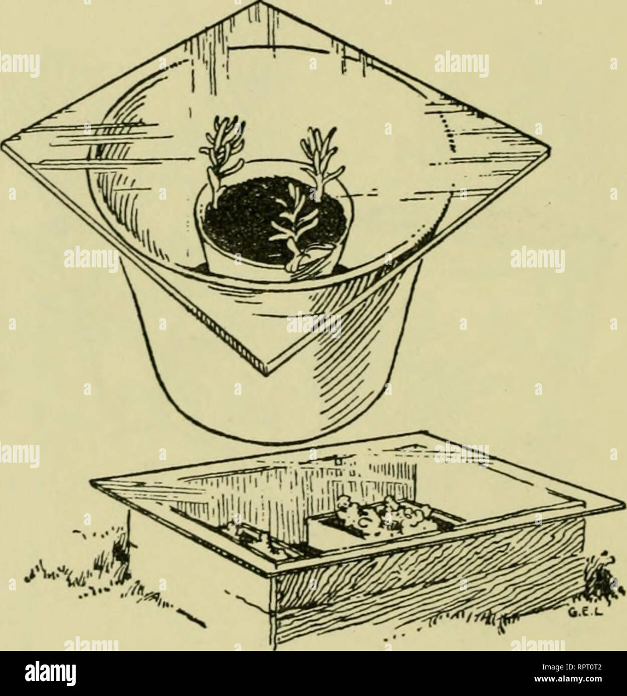 . Alpine plants. Mountain plants; Rock gardens. 54 ALPINE PLANTS be maintained by placing the pots of cuttings in a box a few inches deeper than the total height of the cuttings and covering with a sheet of glass, as shown in the accompanying illustration. With such an easily improvised propagator the choicest of alpines may be reared.. /^'^u'-T'. Propagating. Handy substitutes for a propagating frame. By Layers. Layering is a capital means of propagating many alpine plants. The stronger growing Dianthuses, such as D. plumarius, may be layered after the same manner as carnations. Our illustrat Stock Photo
