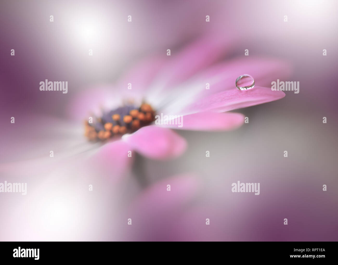 Beautiful Spring Nature Background and daisy.Abstract Macro Photography.Artistic closeup concept.Web Banner for design and website.Amazing Colorful. Stock Photo