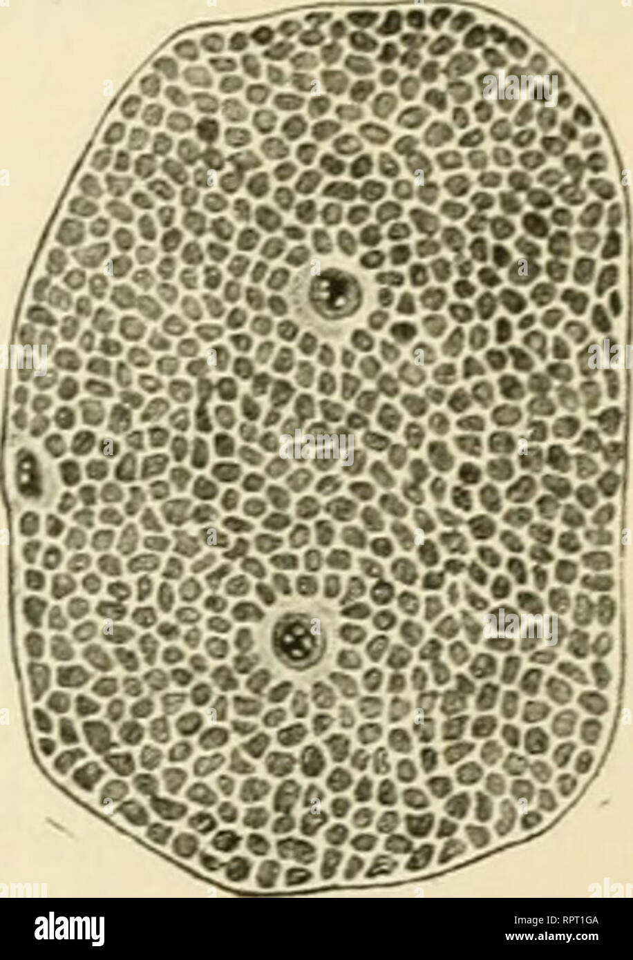 Drei Herzen High Resolution Stock Photography And Images Alamy