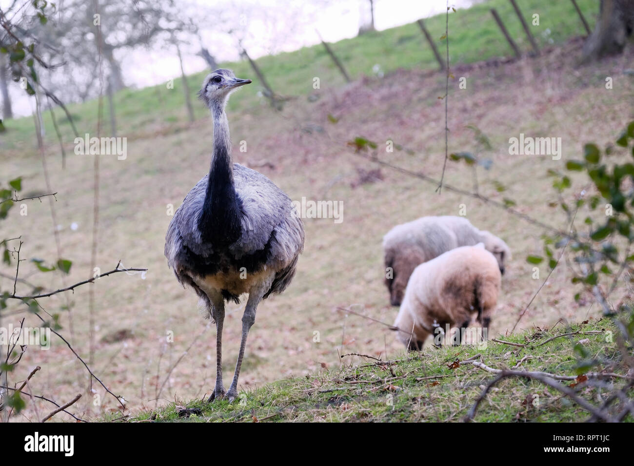 A Rhea in a farmers field in among sheep grazing in the same field. located in rural england Stock Photo