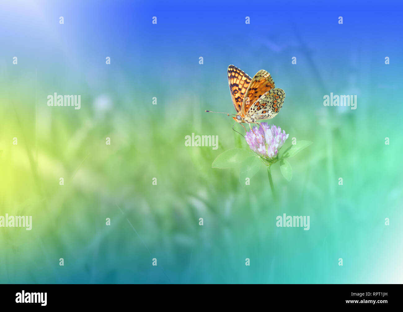 Beautiful Green Nature Background.Colorful Artistic Blue Wallpaper.Natural Macro Photography.Tranquil Beauty in Nature.Creative Butterfly Floral Art. Stock Photo