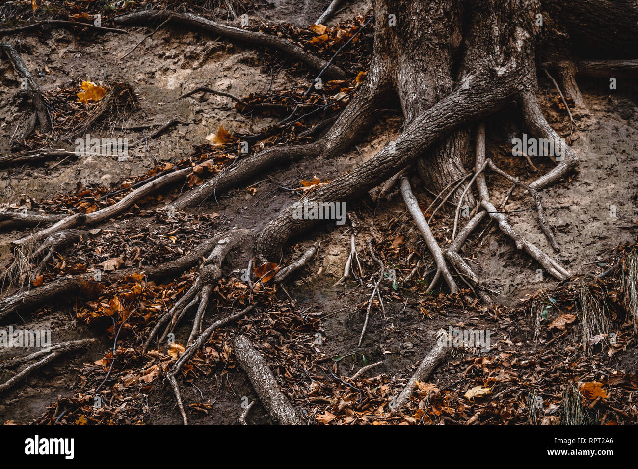 Big roots of a shredded tree crawling on the ground, autumn leaves. Landscape. Stock Photo