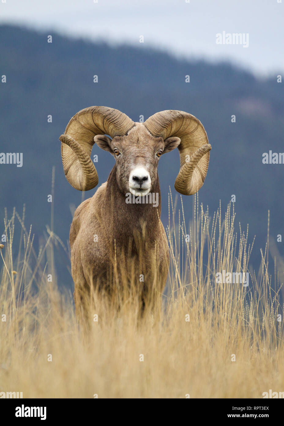 Rocky Mountain Bighorn Sheep - ram with full curl horns on grassy hilltop with wooded slopes in the background Stock Photo