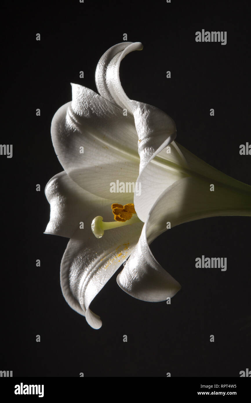 A beautiful white lily with dramatic studio lighting Stock Photo