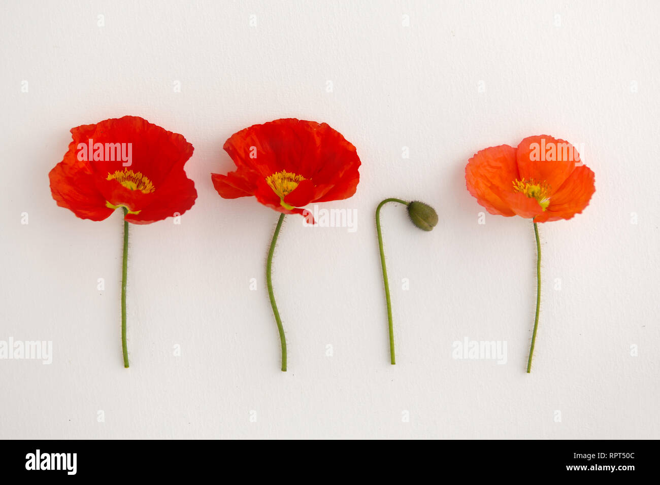 A flat lay of poppies on a white background Stock Photo