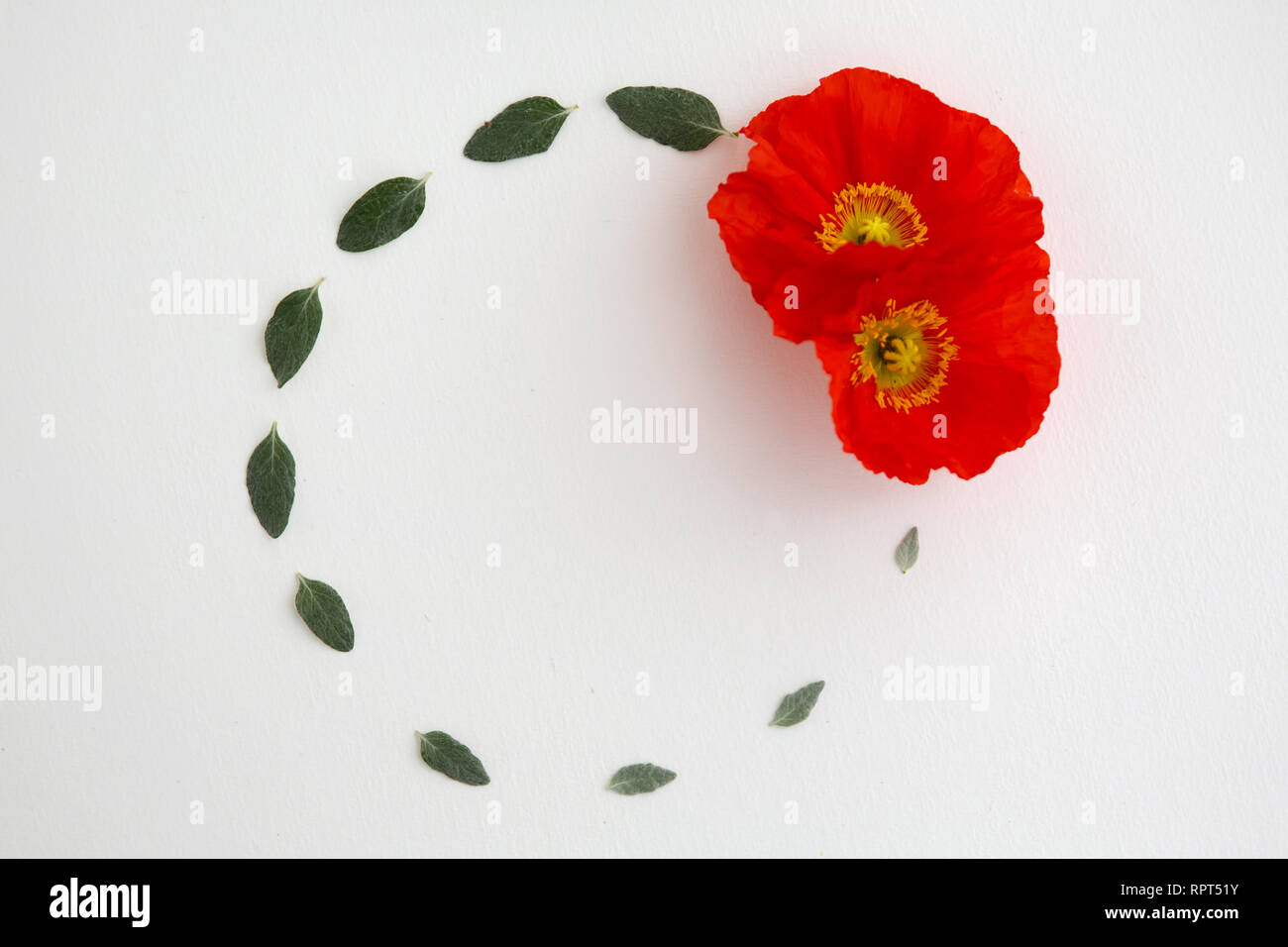 A flat lay wreath of poppies and foliage to commemorate ANZAC day Stock Photo