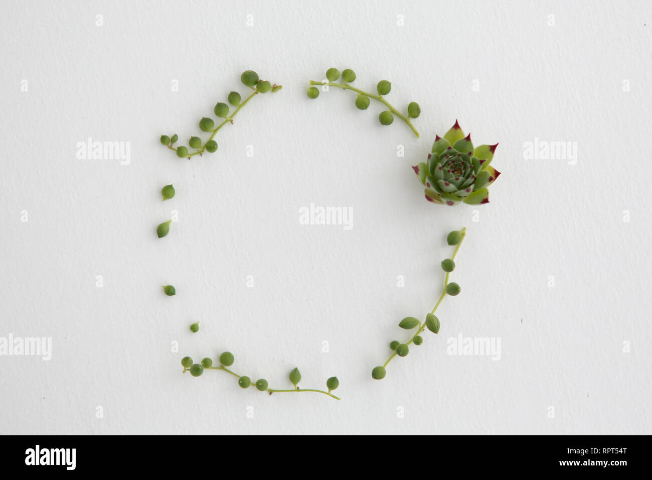 A simple wreath of succulents and string of pearls Stock Photo