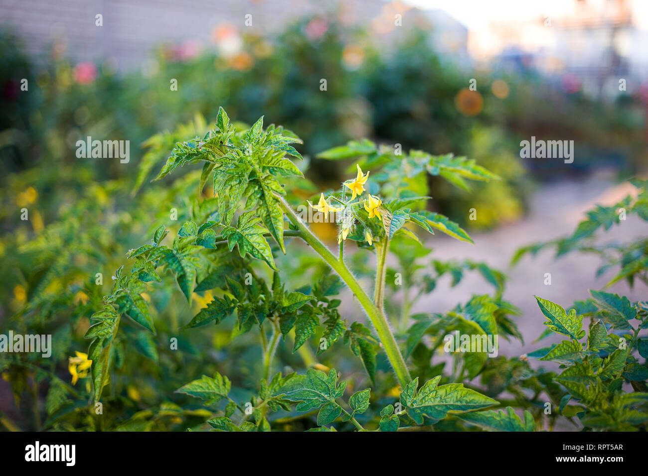 Late summer evening, cherry tomato plant is blooming yellow flowers. Stock Photo