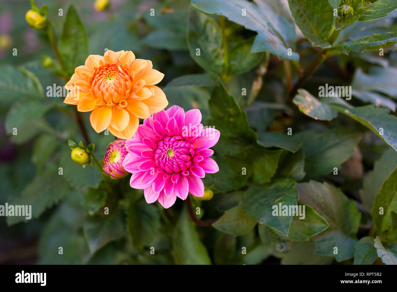 Intensive orange and pink dahlias are blooming next to each other Stock Photo