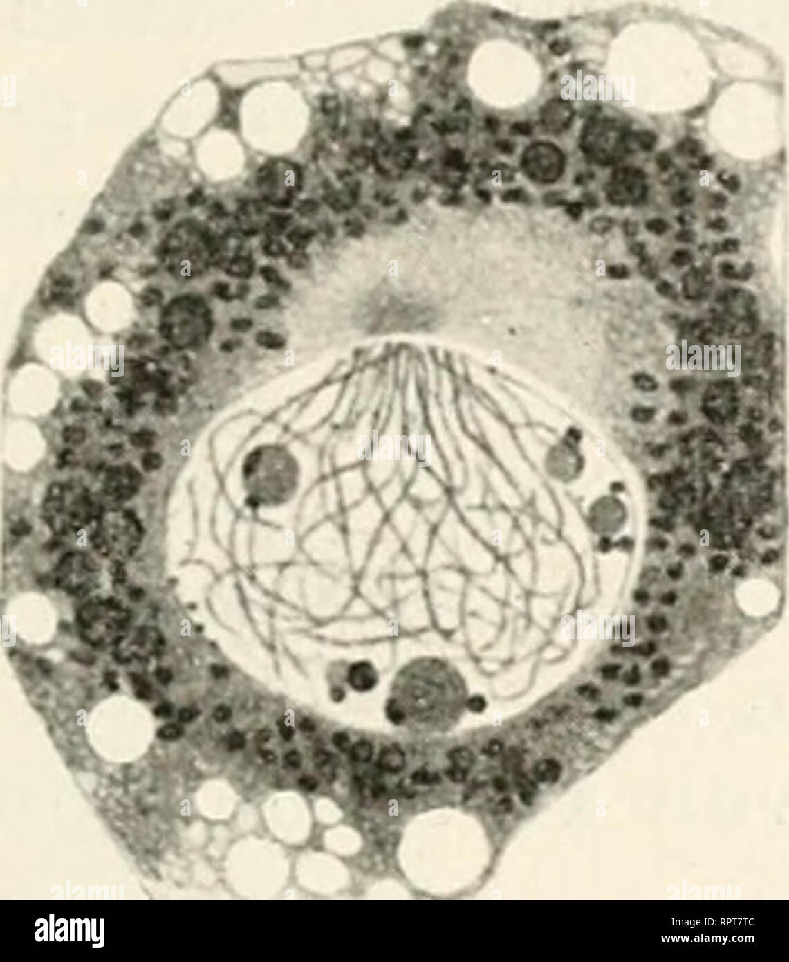 Allgemeine Biologie Biology Cells Die Erscheinungen Und Das