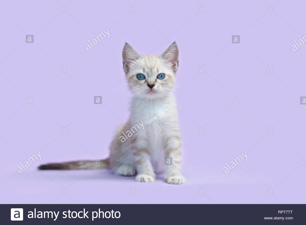 White Siamese Kitten Purple Background Stock Photo 237790248 Alamy