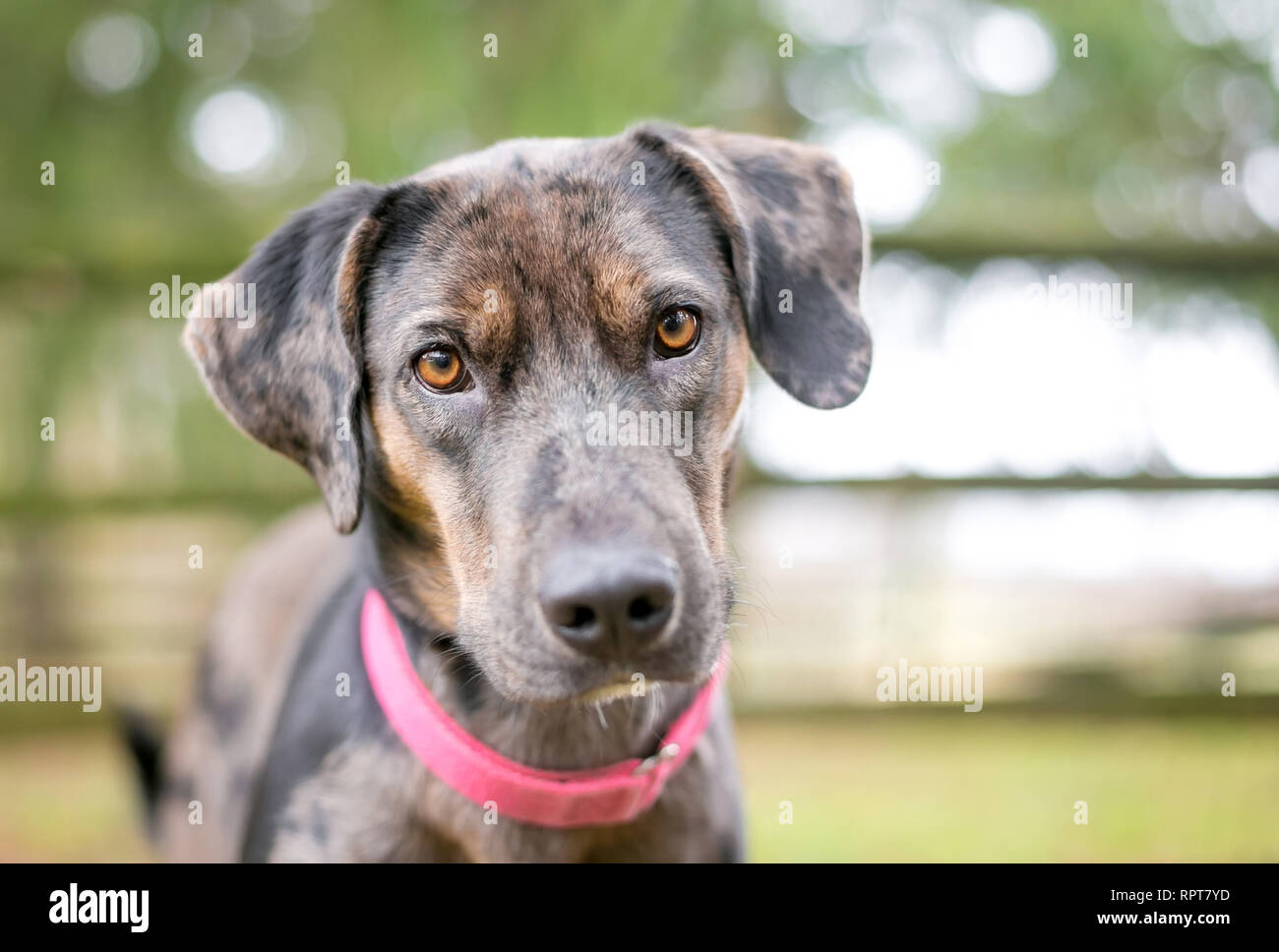 A merle Catahoula Leopard Dog mixed breed dog outdoors wearing a red collar Stock Photo