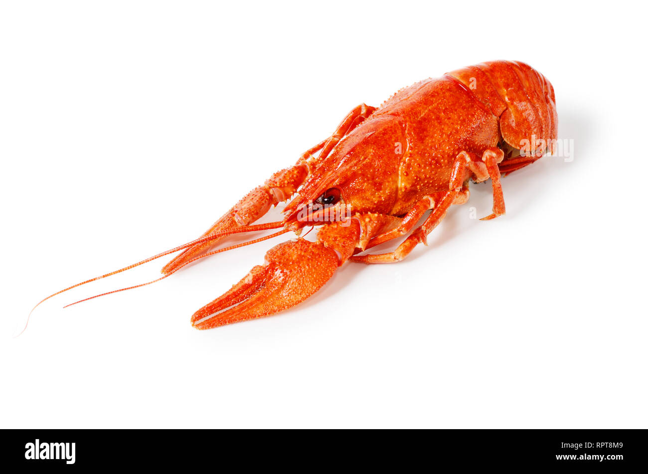 Seafood dish, Red boiled crayfish. Kind of Snacks for beer. Stock Photo