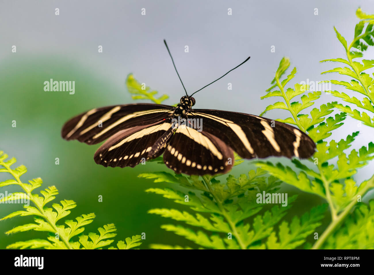 Zebra longwing butterfly (Heliconius charithonia), with open wings, on a green leaf Stock Photo