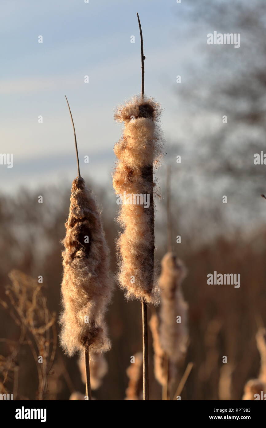 Reed mace (cattail) bulrush that is sheding seeds against a tree and sky background Stock Photo