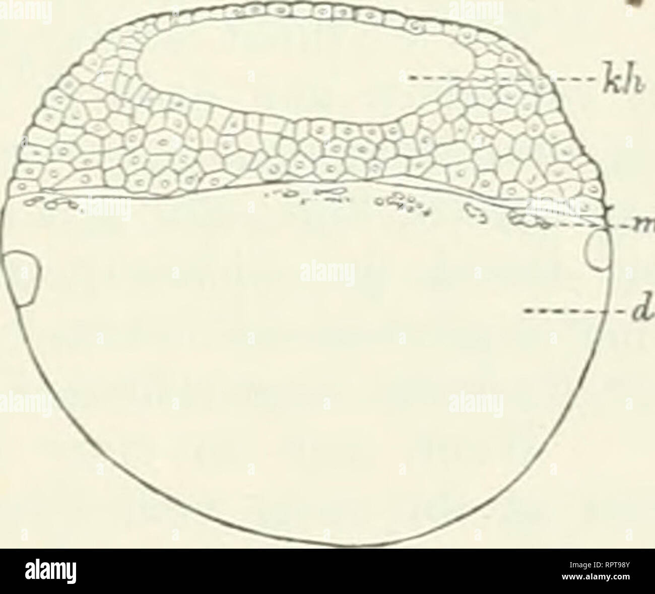 . Allgemeine Biologie. Biology; Cells. Die Theorie der Biosrenesis. 531 in einer geraden in einer mehr oder minder stariv gezackten l.inie. Die Resultate der von mir angestellten Experimente konnte ich daher in die beiden Sätze zusammenfassen: „Wenn die P'roscheier gezwungen werden, sich in Zwangslage zu entwickeln, sei es, daß sie ihi'er Schwere entgegen im Raum umgekelirt orientiert sind, sei es, daß durcli Kom- pression zwischen Glasiilatten erzeugte Reibungswiderstände die Orien- tieiung nach der Schwere liehindcrn. so entstehen asymmetrisdie Embryo- nen mit ungleich entwickelten Köii)erhä Stock Photo