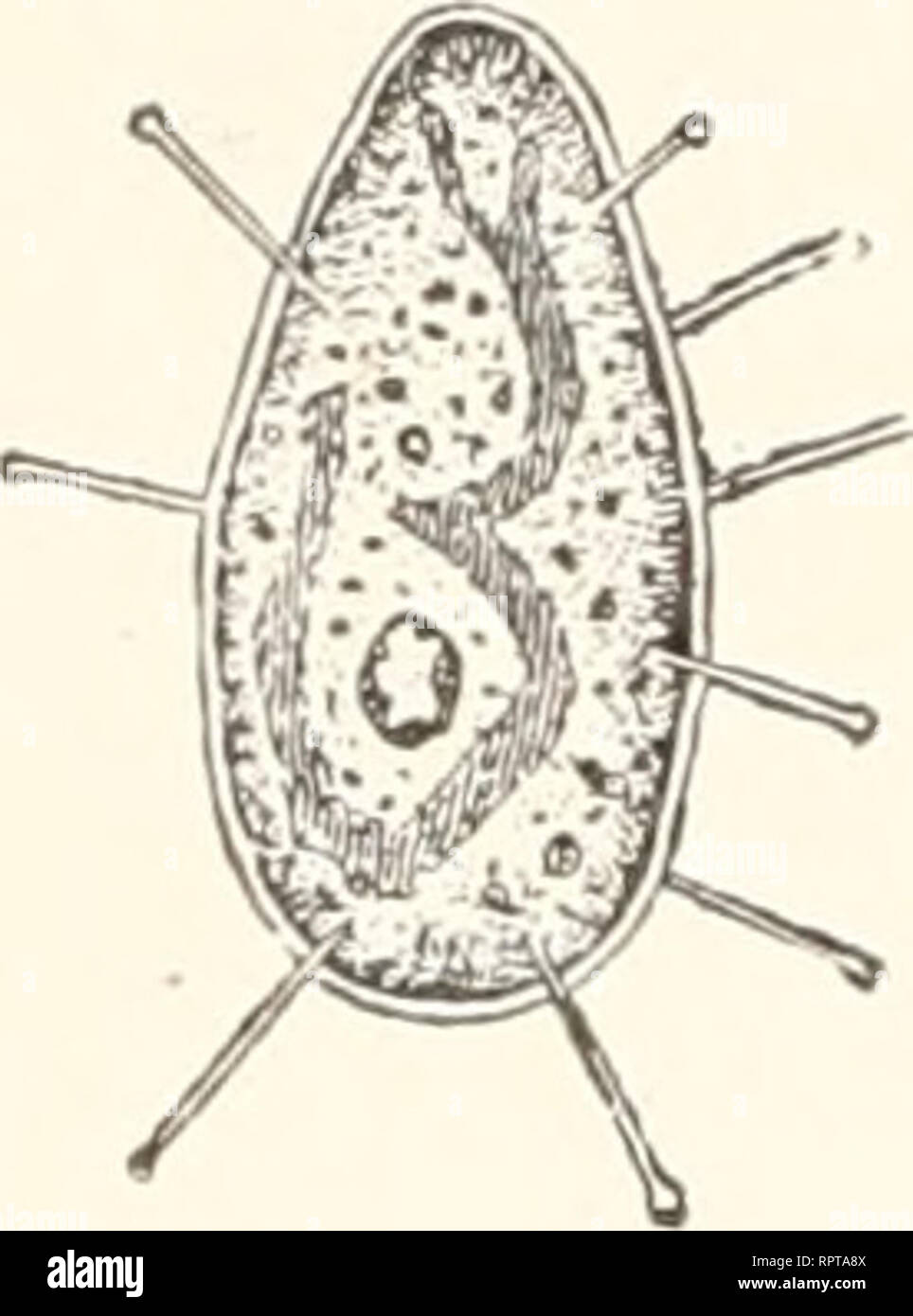 Gemmipara High Resolution Stock Photography And Images Alamy