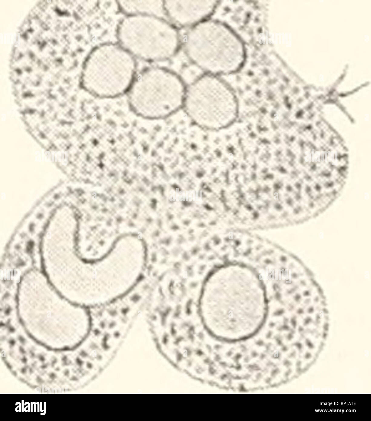 . Allgemeine Biologie. Cytology; Histology. Fig. 180. A Wanderzelle aus einem Holunderplättchen, welches 10 Tage im Lymphsack eines Frosches gelegen hatte. Zu Anfang der Beobachtung war der Kern in seiner Mitte etwas eingeschnürt, an den Enden eingefurcht; schon nach 5 Mi- nuten hatte sich die Teilung des Kerns vollzogen. Nach Arnold Taf. XII, Fig. 1. B Wanderzelle in Teilung-. Nach 30 Minuten ist aus Figur A die Figur B entstanden. Nach Arnold Taf. XII, Fig. 3. m gegengesetzten Richtungen auseinander. Hierbei kann sich zuweilen die Verbindungsbrücke zwischen ihnen, nachdem schon die beiden To Stock Photo