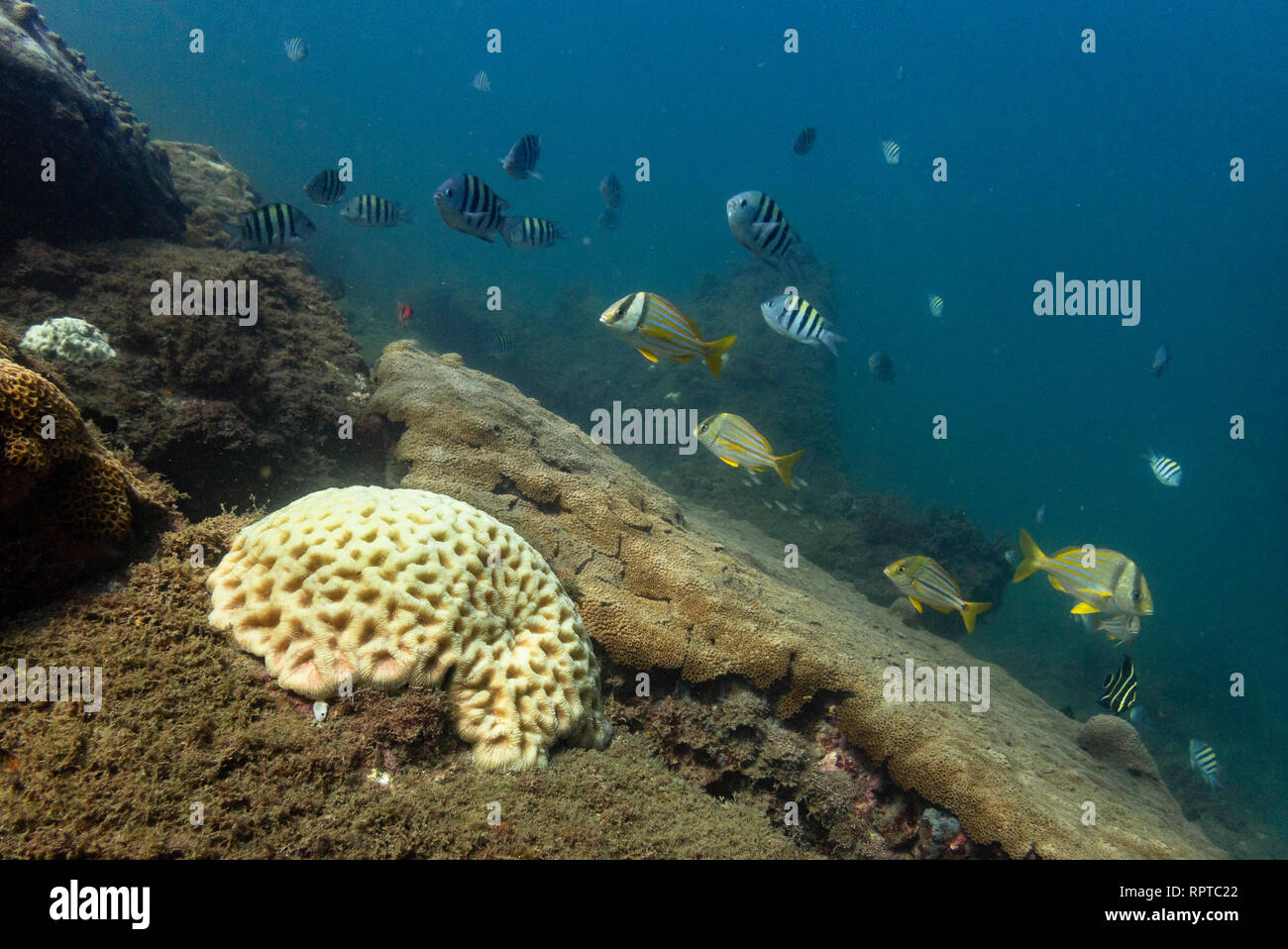 A Brain Coral and varied fish in Ilhabela, SE Brazil Stock Photo