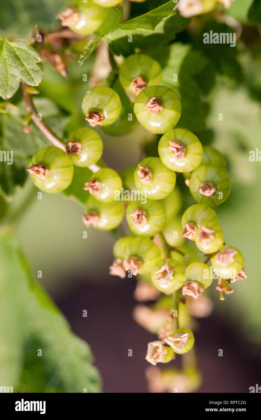 Unripe green redcurrant berries on a branch close-up. Selective focus Stock Photo