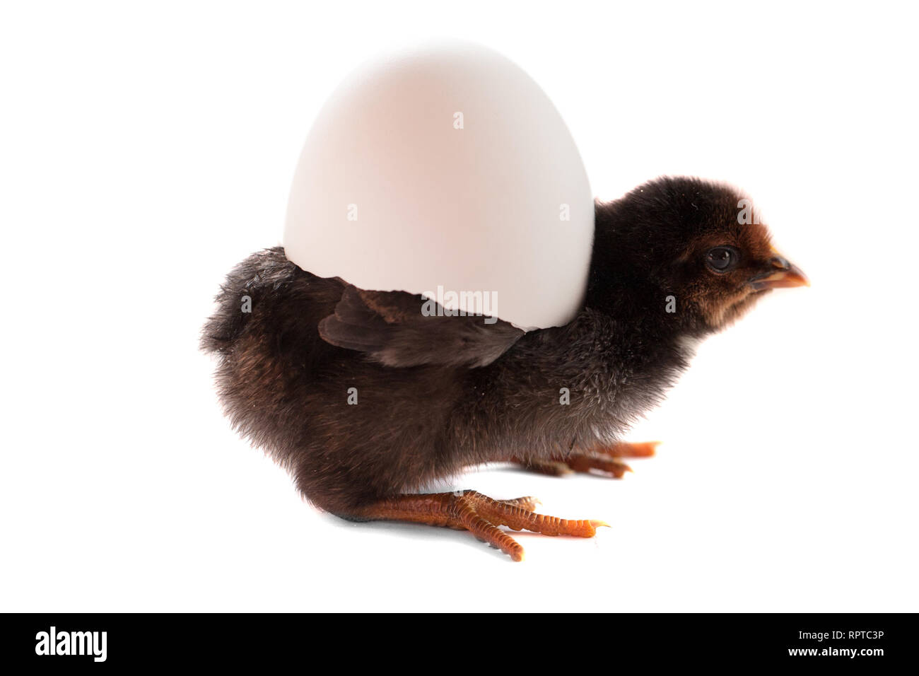 black little chicken with broken egg isolated on white background Stock ...