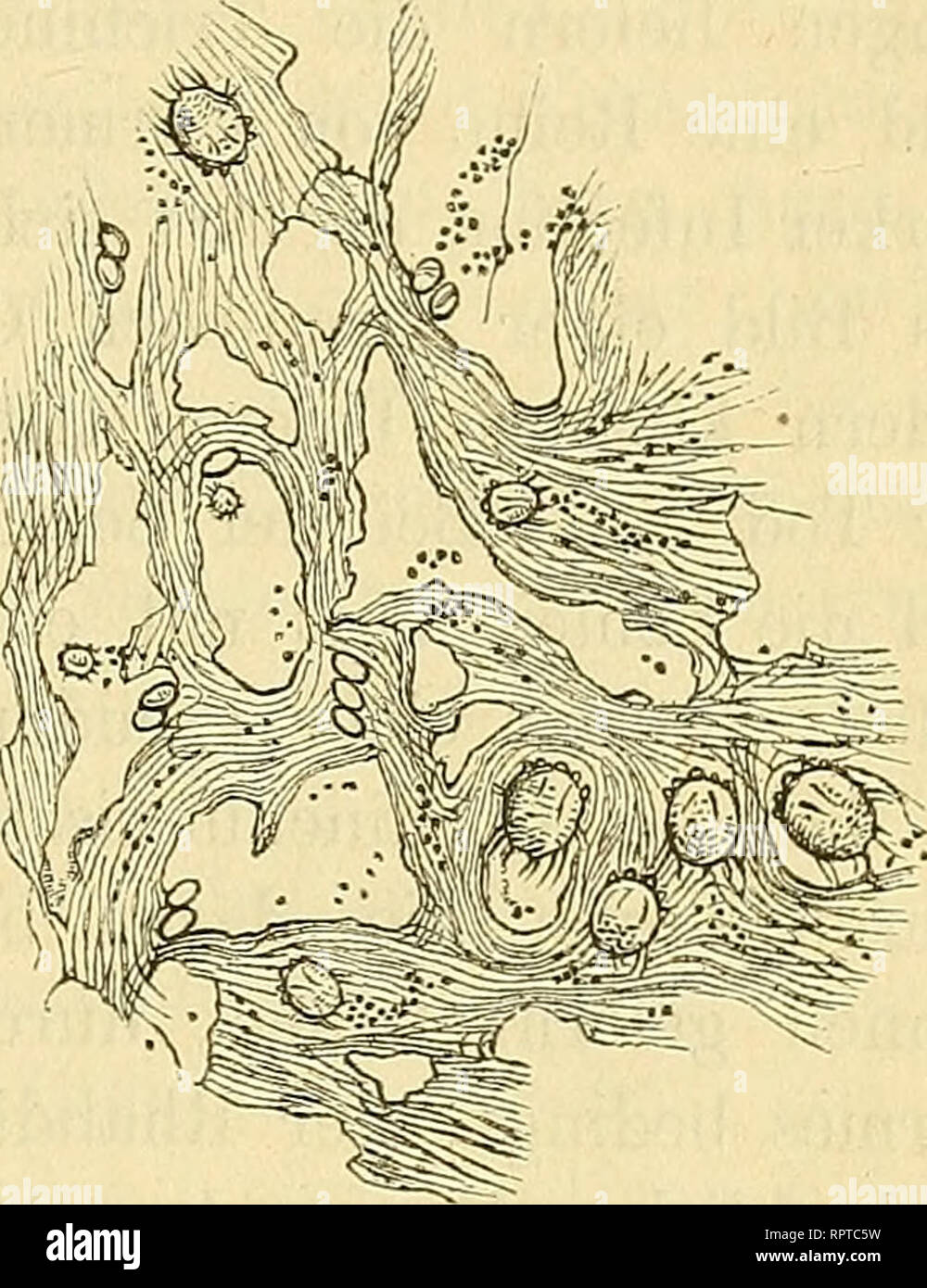 . Allgemeine Naturgeschichte der Parasiten mit besonderer