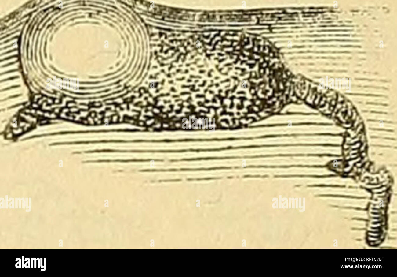 . Allgemeine Naturgeschichte der Parasiten mit besonderer