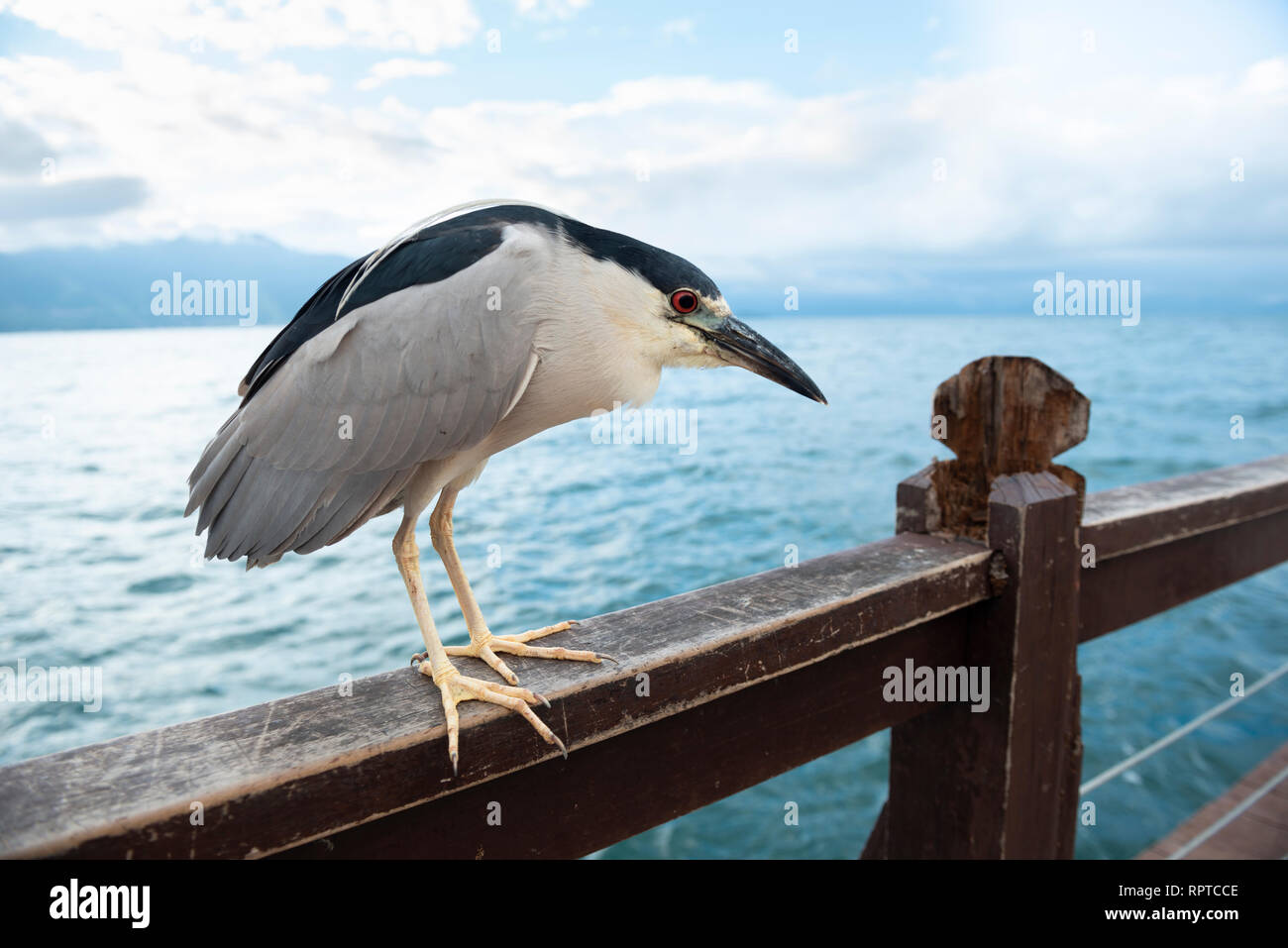 A Black-crowned Night-Heron sitting on a pier mooring in Ilhabela, Brazil Stock Photo