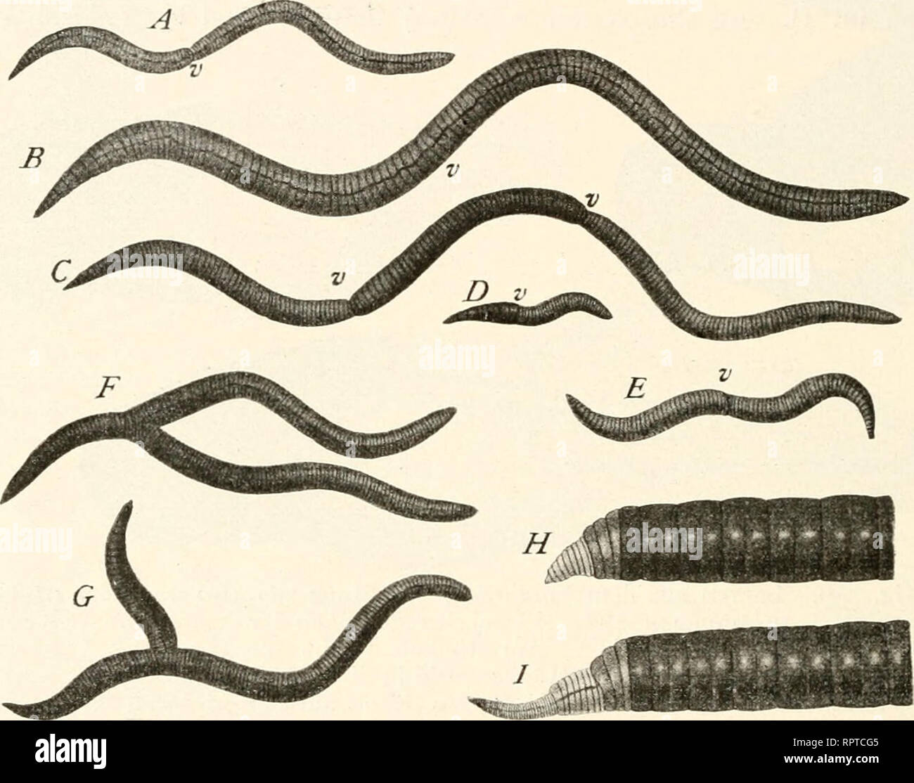 Zugrunde gehen hires stock photography and images Alamy