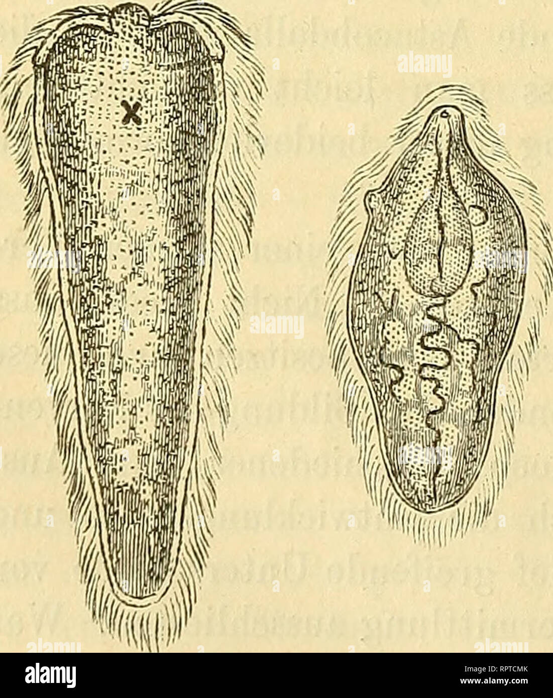 . Allgemeine Naturgeschichte der Parasiten mit besonderer