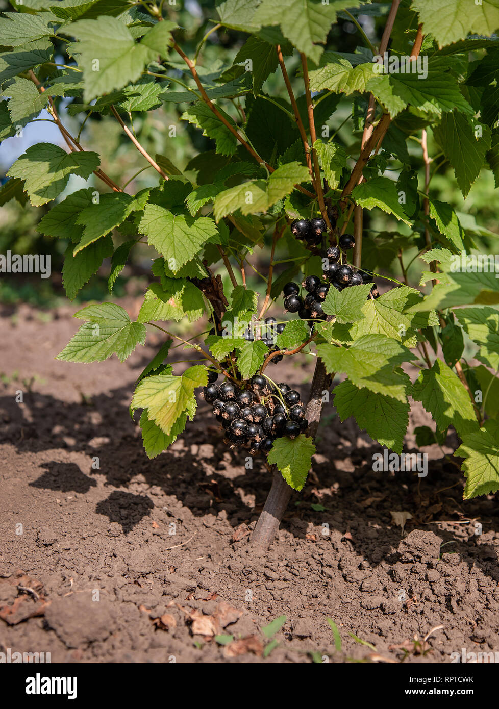 Black and juicy fresh blackcurrant berries growing on the plant. Growing organic fruits on the farm. Stock Photo