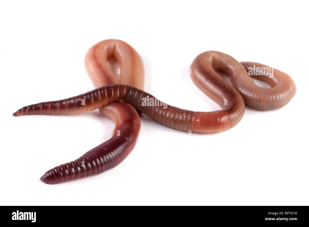 Two earthworms isolated on white background Stock Photo