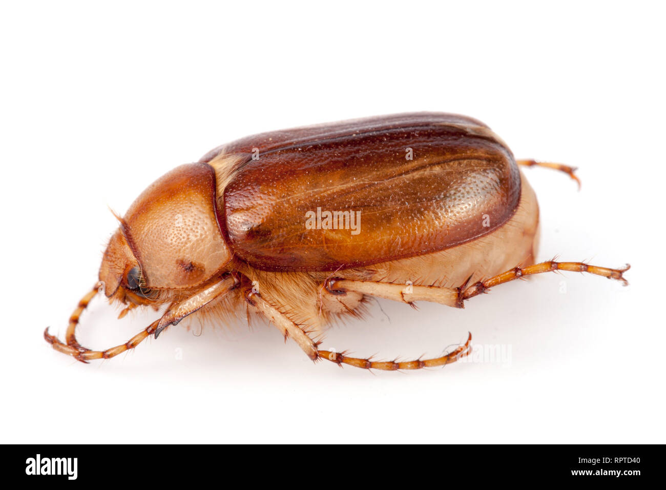 May beetle or Cockchafer or Melolontha isolated on white background Stock Photo