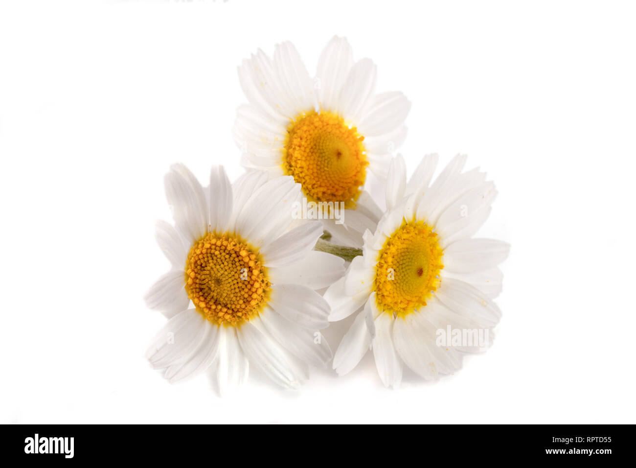 Three chamomile or daisies isolated on white background Stock Photo Alamy